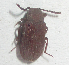 Paragonocnemis