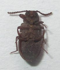 Paragonocnemis