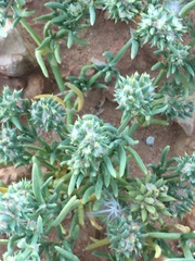 Paronychieae