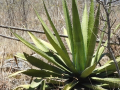 Agave difformis