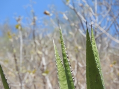 Agave difformis