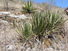 Agave difformis
