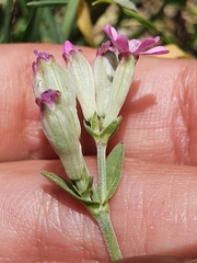 Silene turbinata image