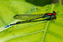 Argia fulgida