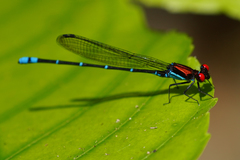 Argia fulgida