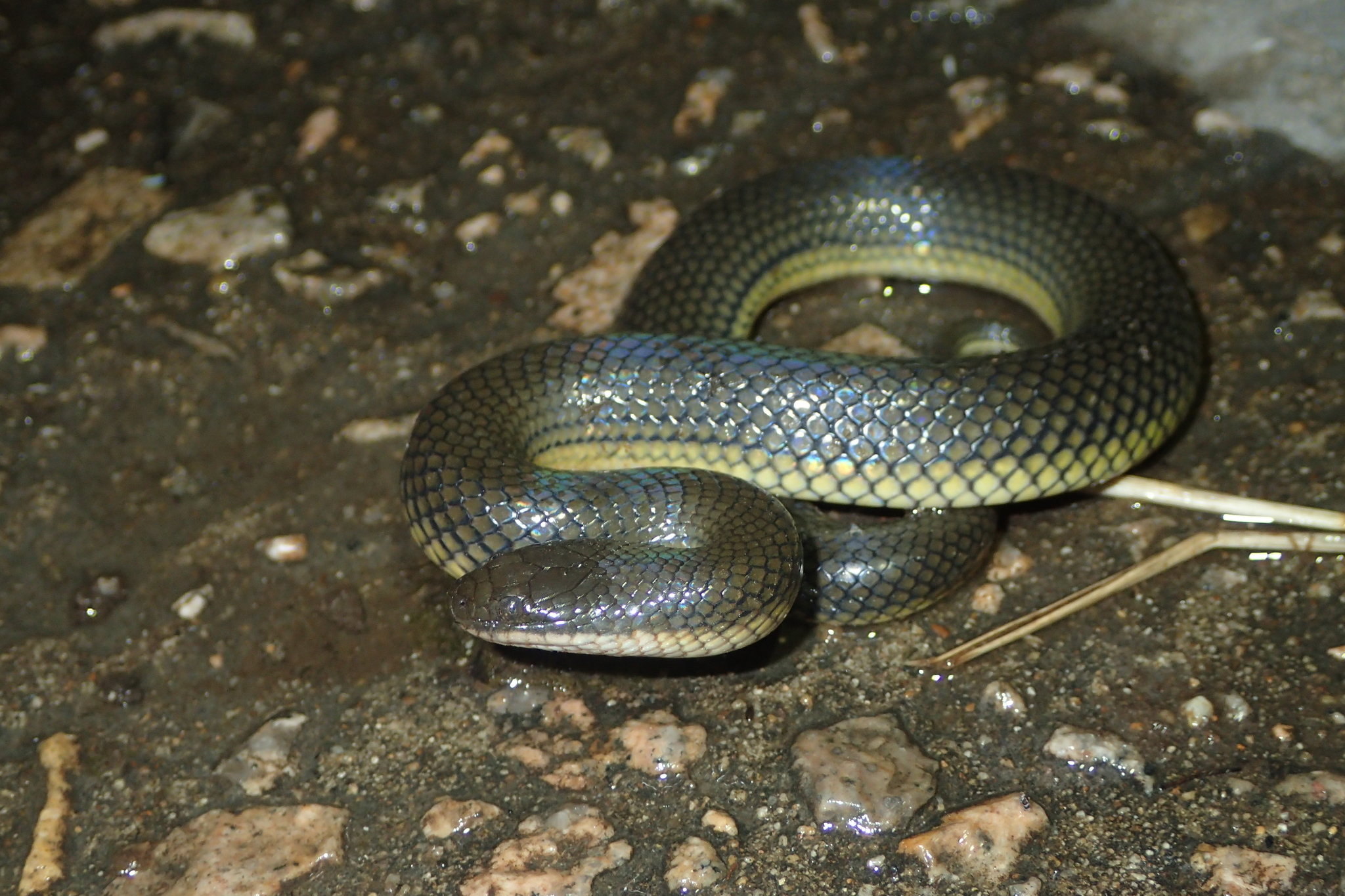Grey Water Snake - Hypsiscopus plumbea