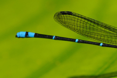 Argia fulgida