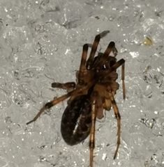 Stemonyphantes lineatus