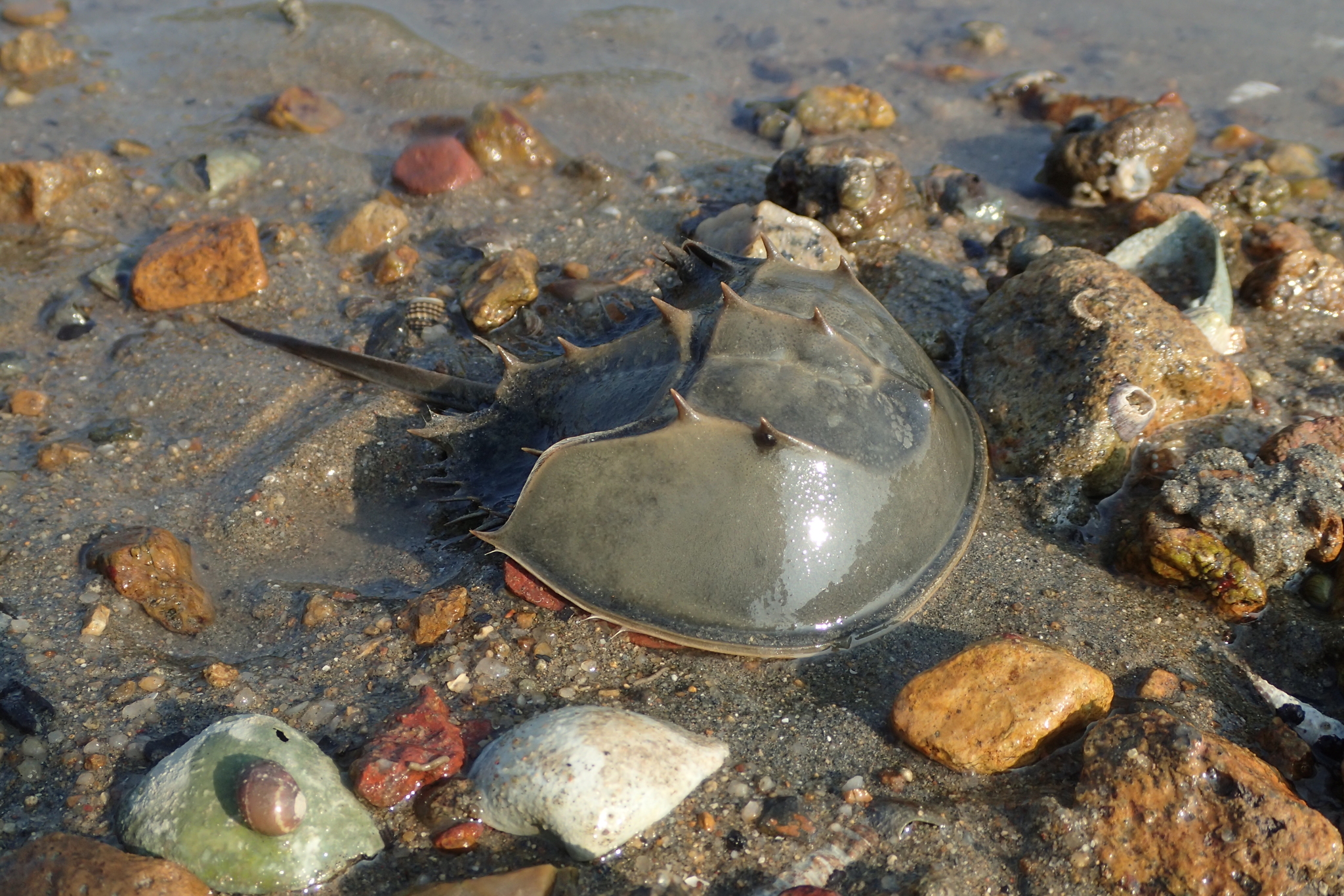 カブトガニ (Tachypleus tridentatus) · iNaturalist