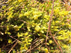 Thymelaea coridifolia
