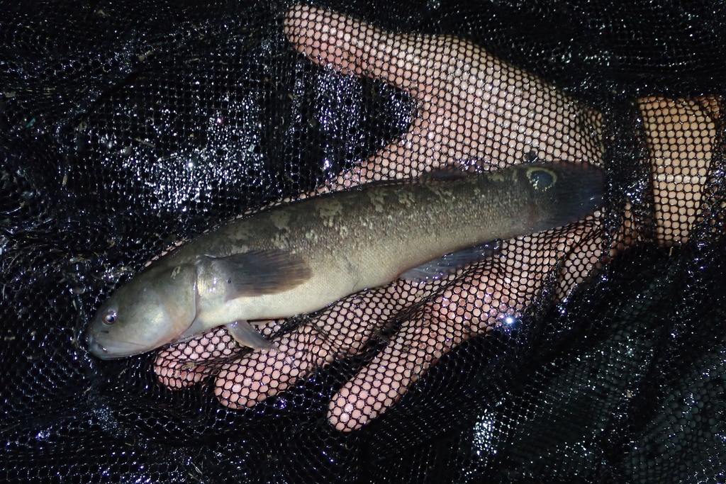 Chinese gudgeon (Bostrychus sinensis) — Eleotridae