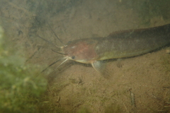 Clarias fuscus