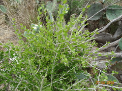 Schaefferia cuneifolia