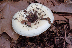Lactifluus subvellereus