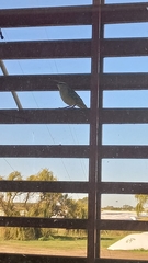 Mimus saturninus