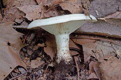 Lactifluus subvellereus