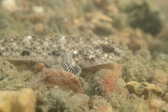 Favonigobius reichei