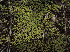 Phedimus stellatus