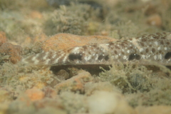 Favonigobius reichei