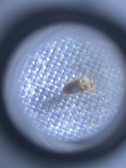 Trixagus chevrolati
