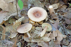 Lactarius mutabilis