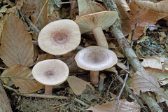 Lactarius mutabilis