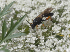 Ichneumonidae