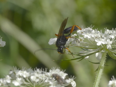Ichneumonidae