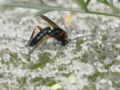 Ichneumonidae