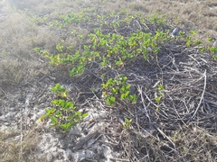 Scaevola plumieri