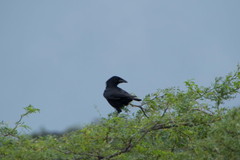 Corvus leucognaphalus