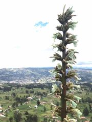 Puya navarroana
