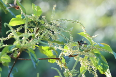 Lophornis adorabilis