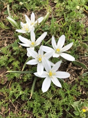 Ornithogalum baeticum