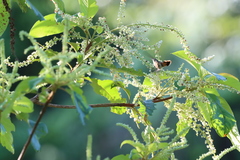 Lophornis adorabilis