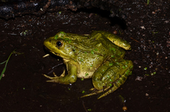 Lithobates chiricahuensis