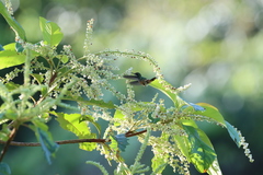 Lophornis adorabilis