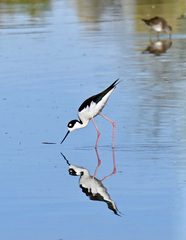 Himantopus mexicanus