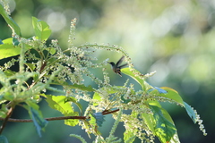 Lophornis adorabilis