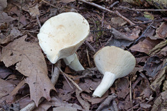 Lactifluus glaucescens