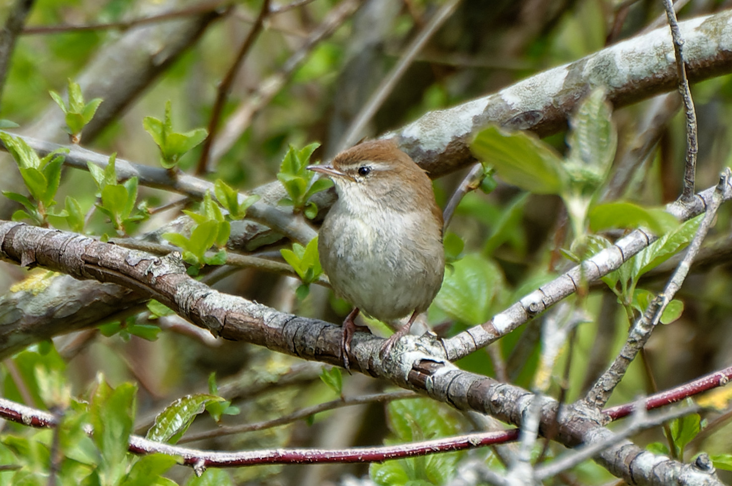 Cetti's Warbler (Cettia cetti)