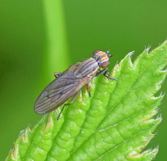 Pherbellia cinerella