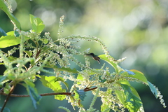 Lophornis adorabilis