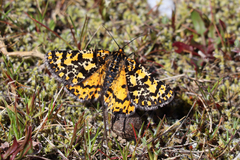 Eurranthis plummistaria