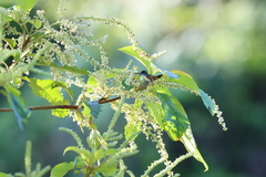 Lophornis adorabilis