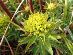 Euphorbia palustris