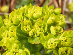 Euphorbia palustris