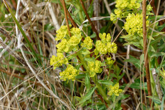 Euphorbia palustris