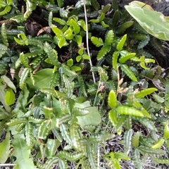 Doryopteris triphylla