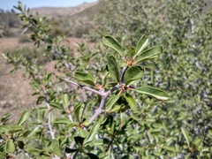 Pseudoziziphus parryi